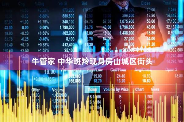 牛管家 中华斑羚现身房山城区街头